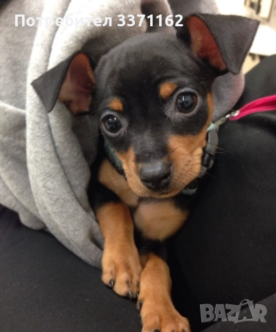 мини пинчер , снимка 2 - Пинчер - 52924812
