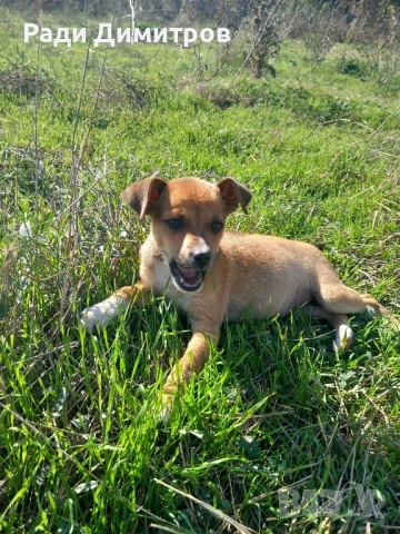 ПОДАРЯВАМ КУЧЕНЦА, снимка 3 - Други - 52297955