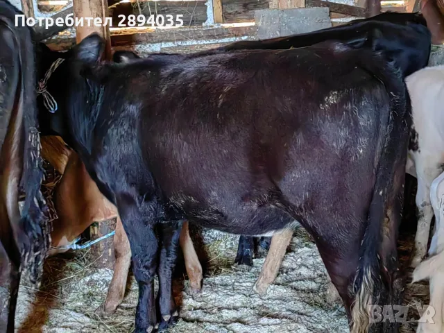 бозайници и отбити телета , снимка 14 - Крави - 55881524