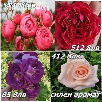 Рози, снимка 9 - Разсади - 49218870