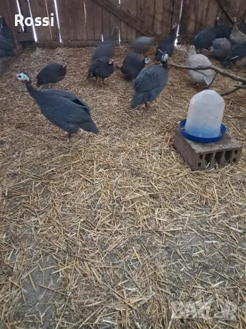 ТОКАЧКИ, снимка 7 - Кокошки и пуйки - 48978869