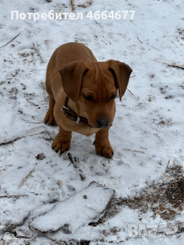 Продавам дакелче, снимка 2 - Дакели - 53129351