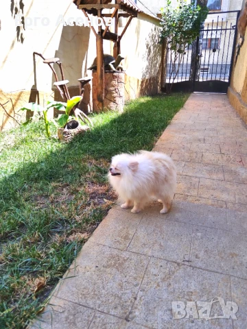 Мини померан за разплод с тегло 1.500кг., снимка 3 - Померан - 50820669