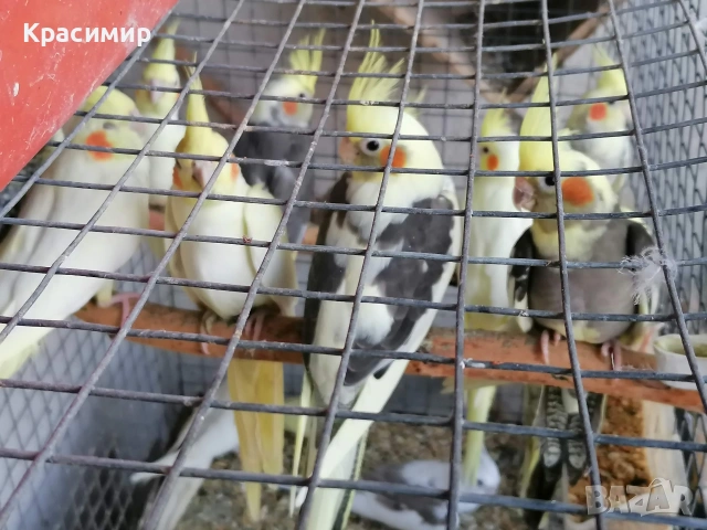 различни видове птици, снимка 12 - Папагали - 53807938