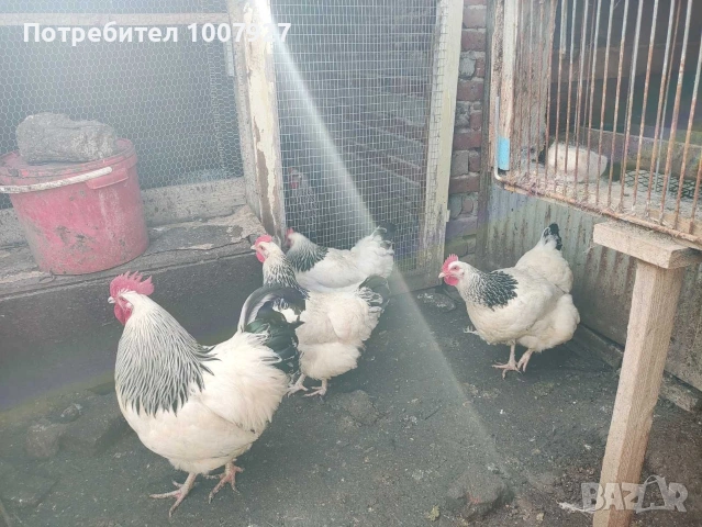 Кокошки и петел БЯЛ СЪСЕК - НОСАЧКИ, снимка 5 - Кокошки и пуйки - 53737011