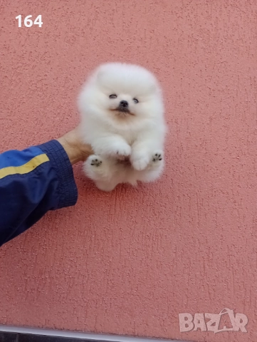 Померани. Реални снимки!, снимка 4 - Померан - 52684775