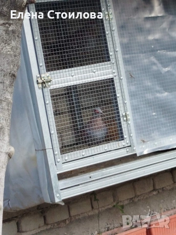 Гугутки и гълъби , снимка 8 - Гълъби - 53829038