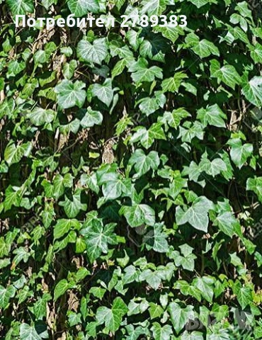 Брашлян, снимка 2 - Градински цветя и растения - 53451377