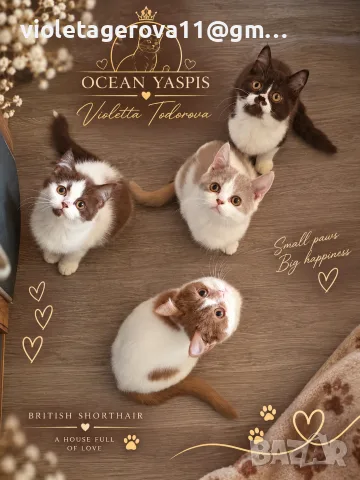 Британски котки , снимка 4 - Чинчили - 56216056
