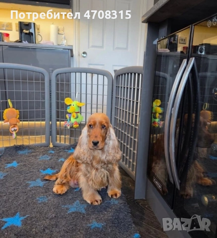 Кокер шпаньол игриво момченце, снимка 13 - Кокер шпаньол - 53724874