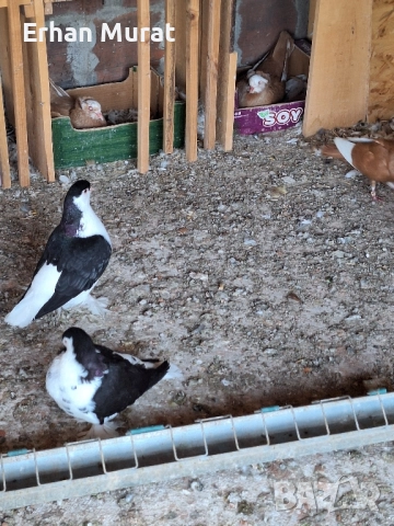 dekorativni gılıbi razlicni vidove, снимка 6 - други­ - 52557404