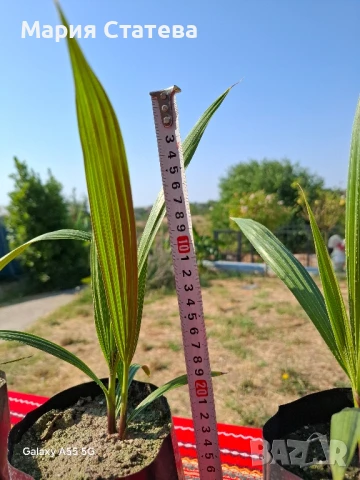 Палми от производител, снимка 8 - Стайни растения - 51037174