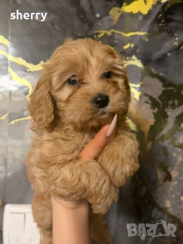 Кокер шпаньол , снимка 3 - Кокер шпаньол - 53663768