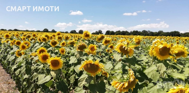 Продава земеделска земя - 10.5 дка, кат. 3 - с. ДИБИЧ, общ. Шумен