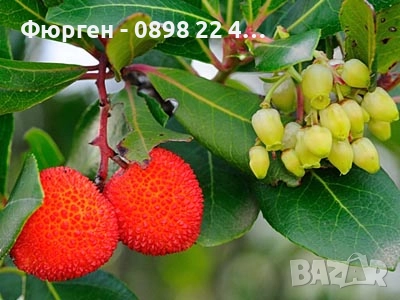 Ягодово дърво - Арбутус, снимка 3 - Разсади - 38115481