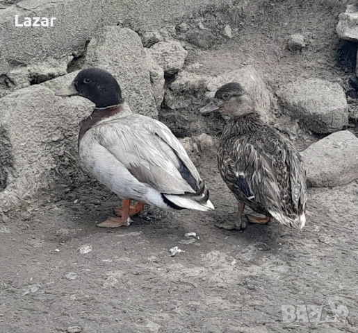 Яйца от различни видове водоплаващи, снимка 3 - други­ - 51573552