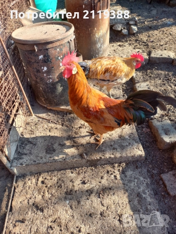 2 бр петлета Италиянка, снимка 3 - Кокошки и пуйки - 52773489