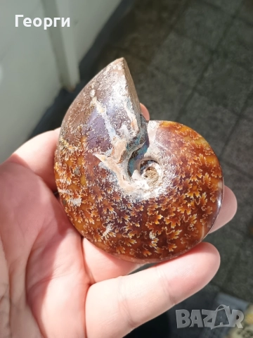 Натурален Амунит-82, снимка 7 - Антикварни и старинни предмети - 52375918