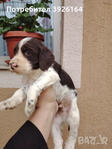 Спрингер Шпаньол , снимка 4 - Шпаньоли - 52334906