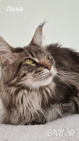 Мейн кун Мейн Куун коте Maine Coon , снимка 7 - Мейн кун - 40421222