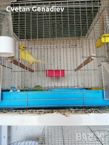 продавам канари , снимка 5 - Канари - 53628627