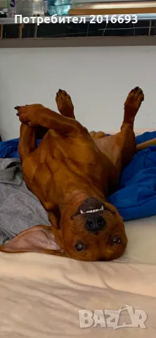 Мъжки дакел Майк си търси женски дакел за разплод., снимка 8 - Дакели - 48446225