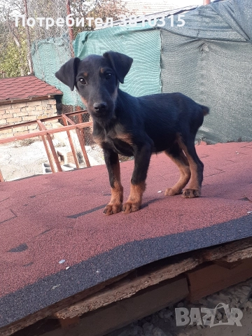 продавам ягдтериер, снимка 4 - Ягдтериер - 52565693