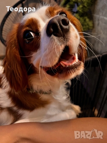 Кавалер Кинг Чарлз Шпаньол за разплод , снимка 4 - Кавалер кинг чарлз шпаньол - 53781704