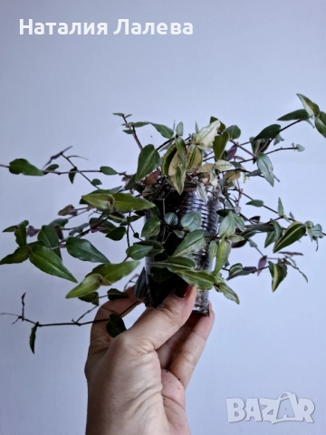 Традесканция, Гибасис, gibasis tahitian bridal veil var , снимка 4 - Стайни растения - 52971017