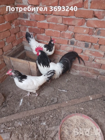 Продавам млади паунчета от миналата година, Лакенфелдер и изабелова лехорна, снимка 4 - други­ - 53682762