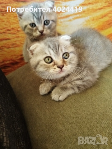 малки котенца, снимка 5 - Британска късокосместа - 52258422