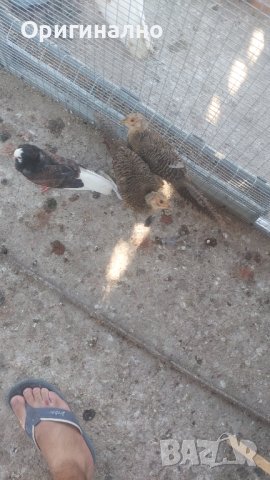 Папагали корели фазани и пауни, снимка 11 - Папагали - 41540263