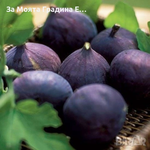 Смокиня - няколко сорта в обявата , снимка 2 - Градински цветя и растения - 53618952