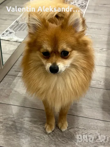 Померан 8 месечно мъжки с чип паспорт 