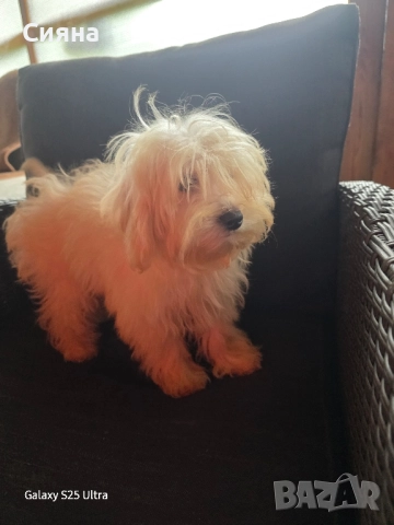 момче и момиче малтипу