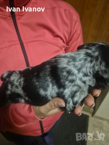 френски булдочета, снимка 8 - Френски булдог - 52489123