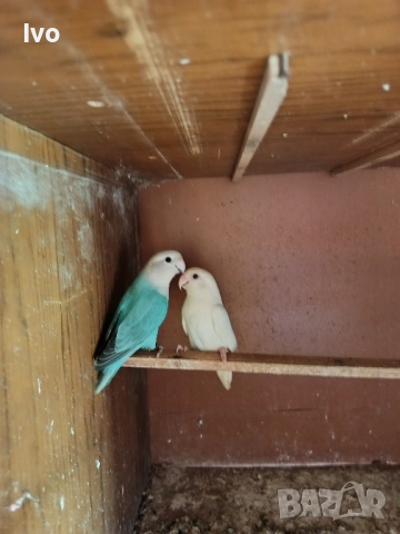 Двойка Неразделки , снимка 2 - Папагали - 52048269