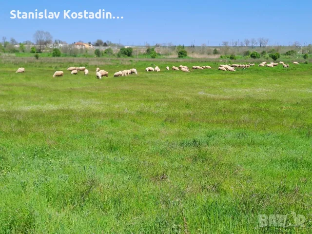 Продавам стадо овце 