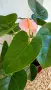 Антуриум с цвят /Anthurium/, снимка 2