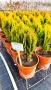 Източната туя Ауреа Нана, Thuja orientalis ‘Aurea Nana’, снимка 7
