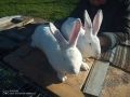 Зайци домашни , снимка 10