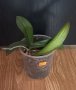 Орхидея фаленопсис , снимка 1 - Стайни растения - 42127379
