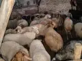 свободни овце, кочове , снимка 8