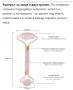 Двоен масажен ролер за лице, снимка 7