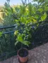 голям лимон с плодове , снимка 1
