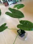 Philodendron Burle Marx , снимка 1