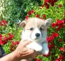 Корги пембрук, снимка 1