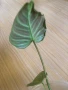 Philodendron Majestic , снимка 3