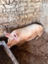Продавам домашно отгледани  прасета, снимка 6