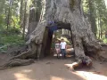 Нови Екзотични 15 семена от гигантска секвоя мамутово дърво sequoiadendron giganteum за декорация, снимка 12